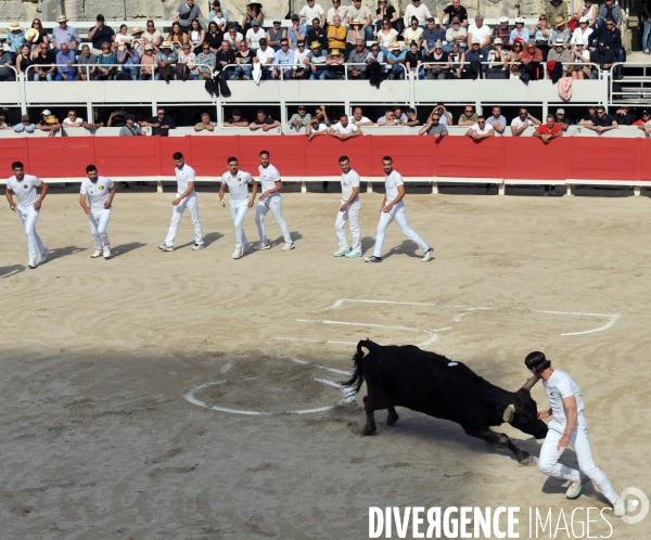 La course camarguaise