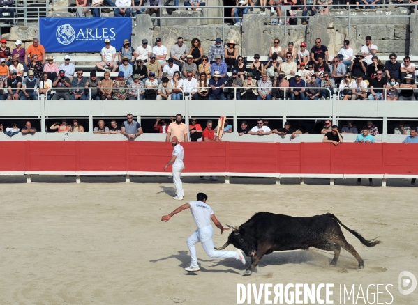 La course camarguaise