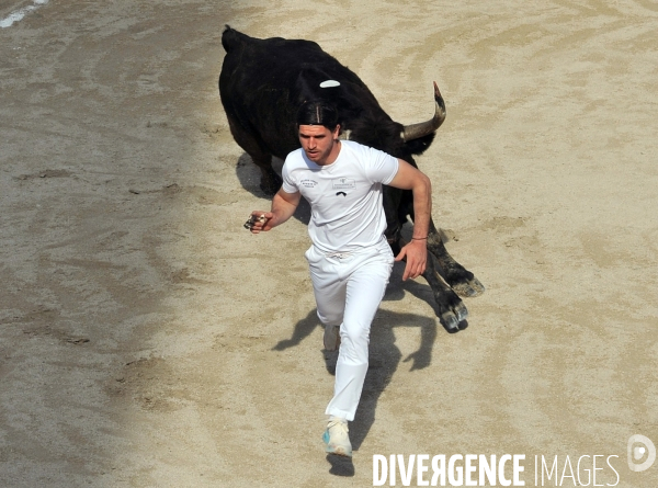 La course camarguaise