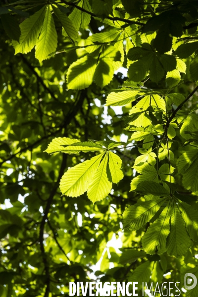 Le printemps dans un parc parisien