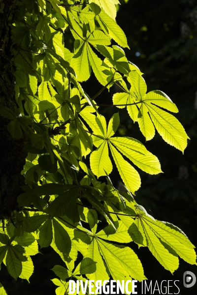 Le printemps dans un parc parisien