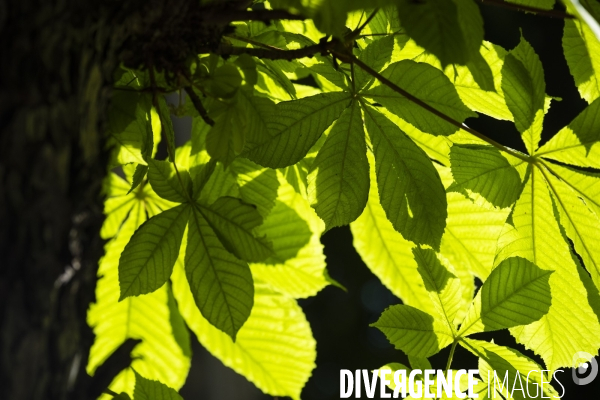 Le printemps dans un parc parisien