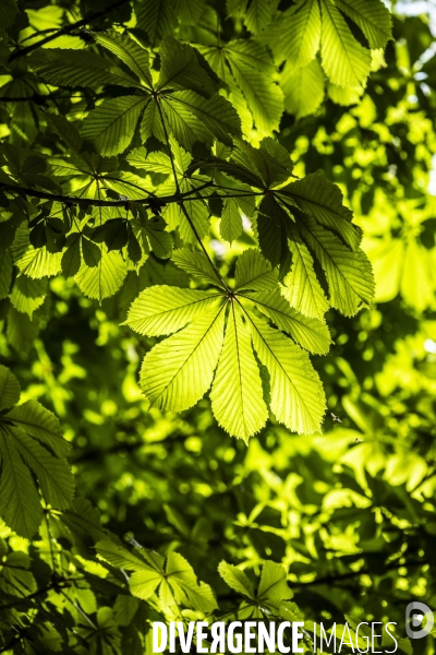 Le printemps dans un parc parisien