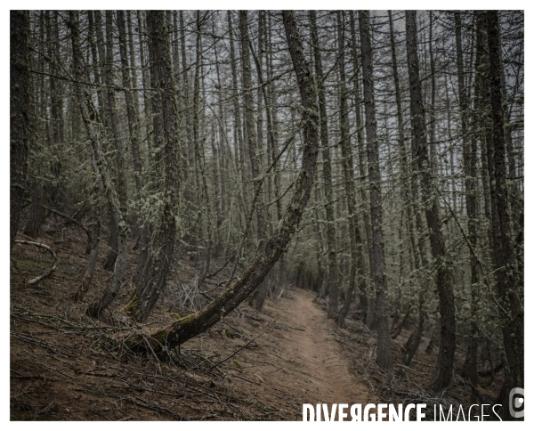 Le long de la Transbassealpine Digne Nice ( le bois et autres racontards )