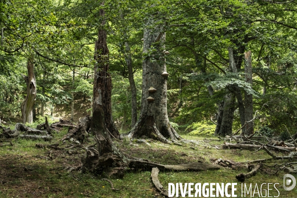 La forêt de la Massane, réserve naturelle