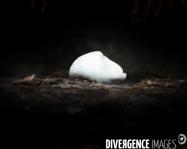 La forêt de la Massane, réserve naturelle