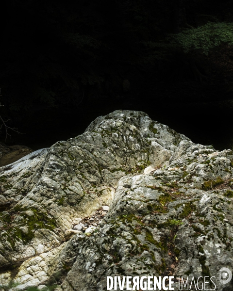 La forêt de la Massane, réserve naturelle