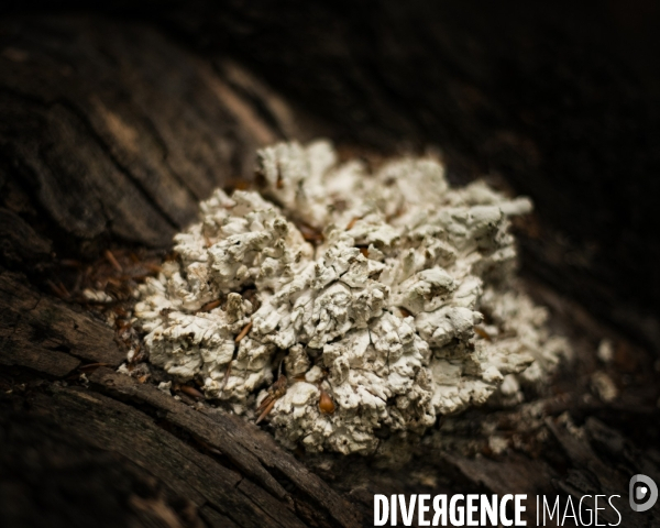 La forêt de la Massane, réserve naturelle