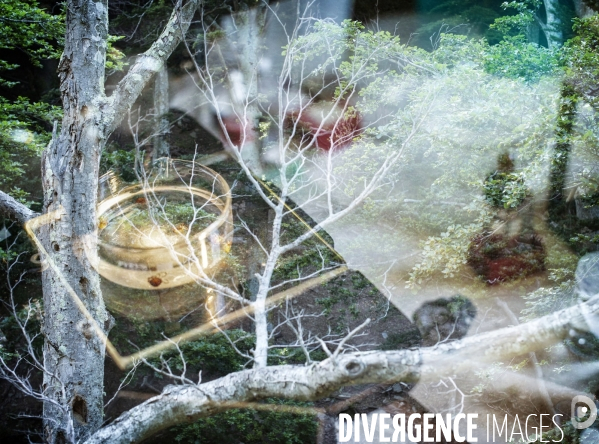 La forêt de la Massane, réserve naturelle