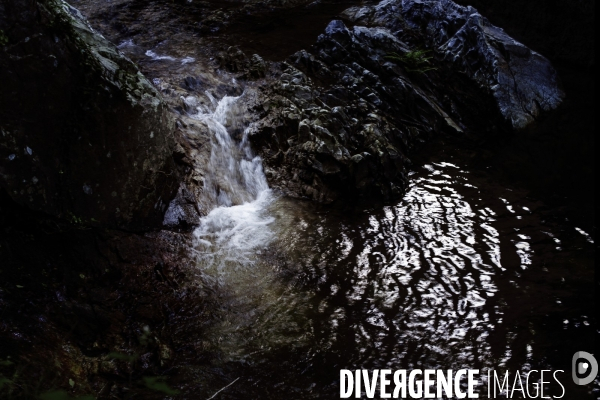 La forêt de la Massane, réserve naturelle