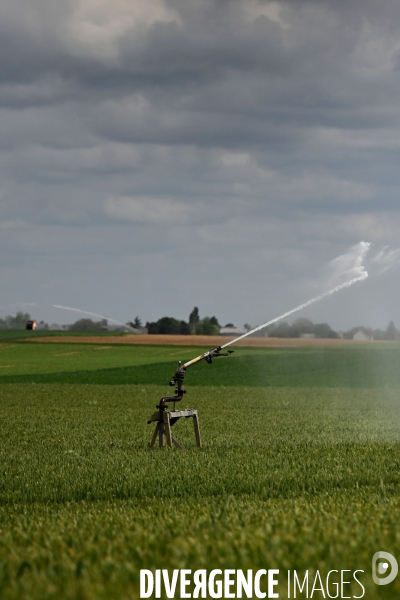 Sécheresse- Arrosage des cultures en Beauce . Avec des températures supérieures aux normales de saison, les argriculteurs sont contraints d arroser les cultures plutôt