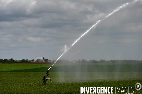 Sécheresse- Arrosage des cultures en Beauce . Avec des températures supérieures aux normales de saison, les argriculteurs sont contraints d arroser les cultures plutôt