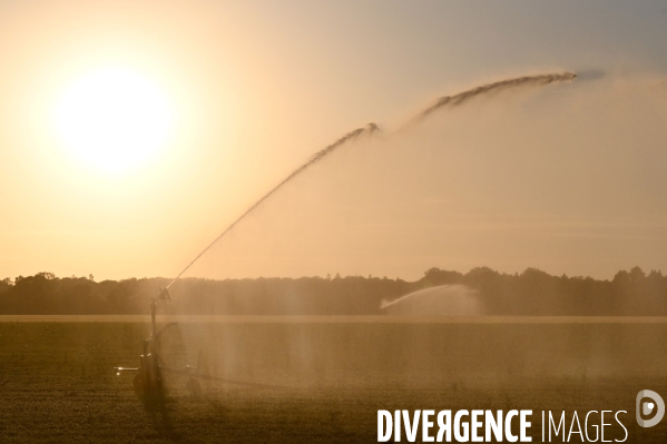 Sécheresse- Arrosage des cultures en Beauce . Avec des températures supérieures aux normales de saison, les argriculteurs sont contraints d arroser les cultures plutôt