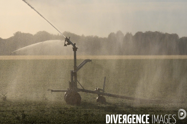 Sécheresse- Arrosage des cultures en Beauce . Avec des températures supérieures aux normales de saison, les argriculteurs sont contraints d arroser les cultures plutôt