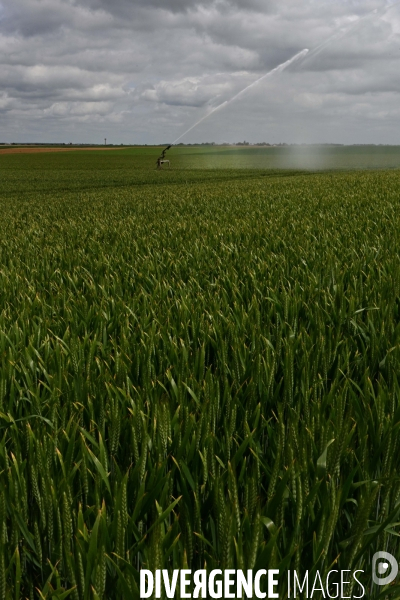Sécheresse- Arrosage des cultures en Beauce . Avec des températures supérieures aux normales de saison, les argriculteurs sont contraints d arroser les cultures plutôt