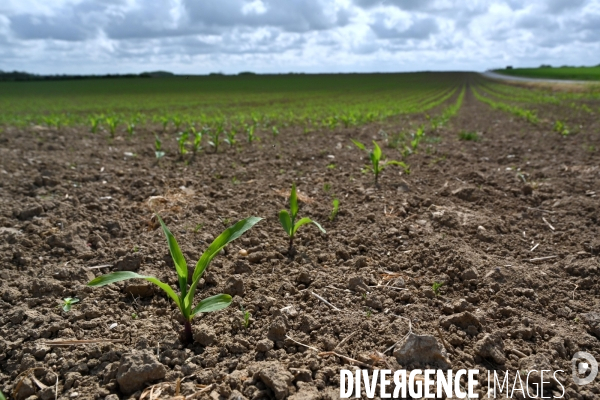 Sécheresse- Arrosage des cultures en Beauce . Avec des températures supérieures aux normales de saison, les argriculteurs sont contraints d arroser les cultures plutôt