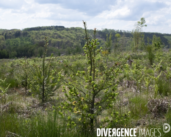 Nos forets dévastées II - Morvan