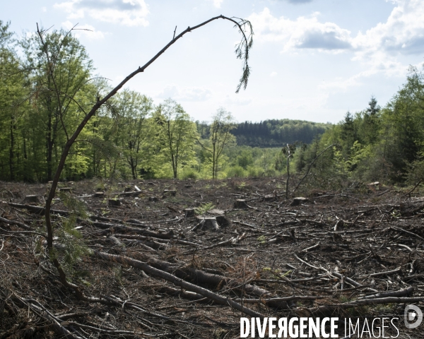 Nos forets dévastées II - Morvan