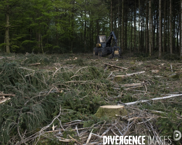 Nos forets dévastées II - Morvan