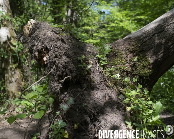 Nos forets dévastées II - Morvan