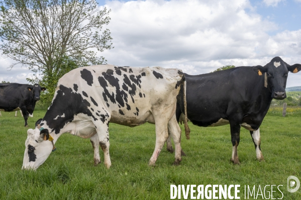 L épée de Damoclès deVincent Verschuere