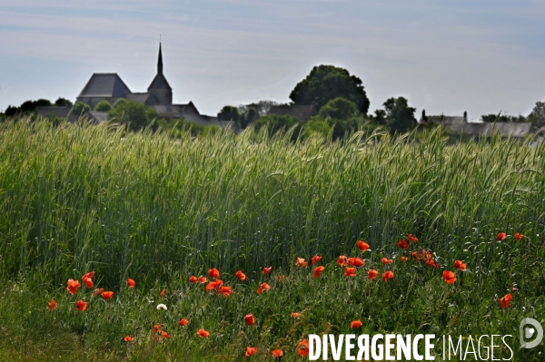 Champs de blé.