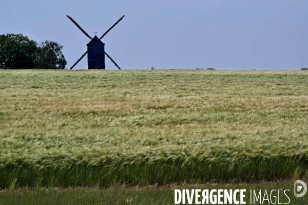 Champs de blé.