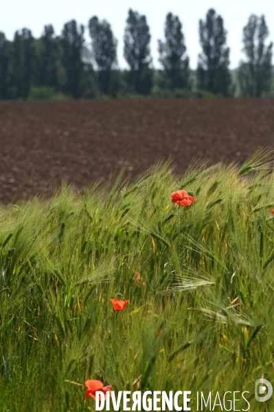 Champs de blé.