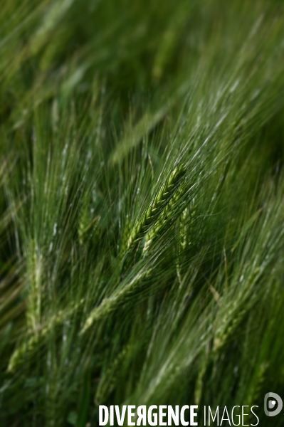 Champs de blé.