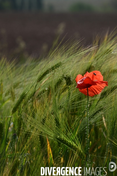 Champs de blé.