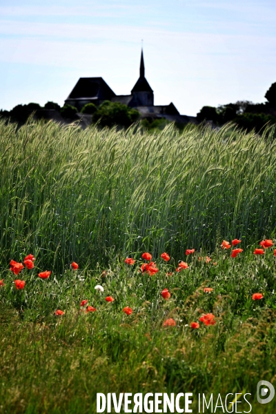 Champs de blé.