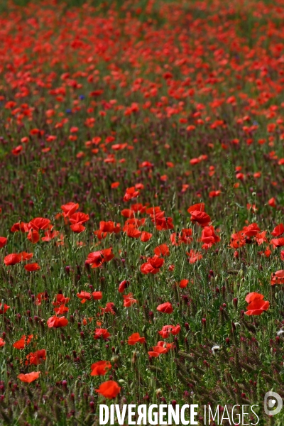 Champs de blé.