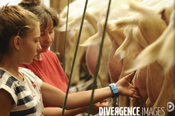 L enfant et les animaux de la ferme. The child and the farm animals.