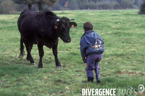 L enfant et les animaux de la ferme. The child and the farm animals.