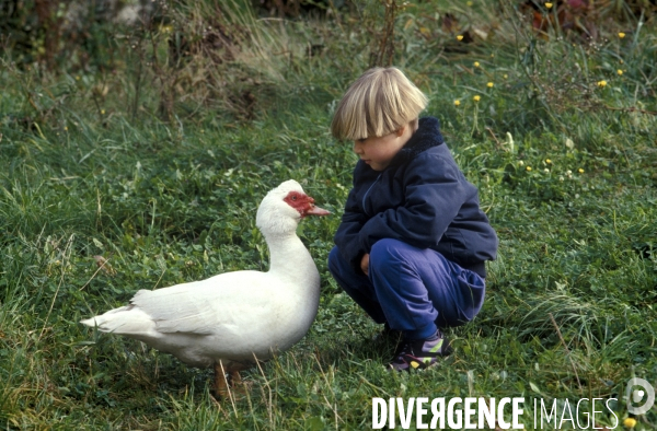 L enfant et les animaux de la ferme. The child and the farm animals.