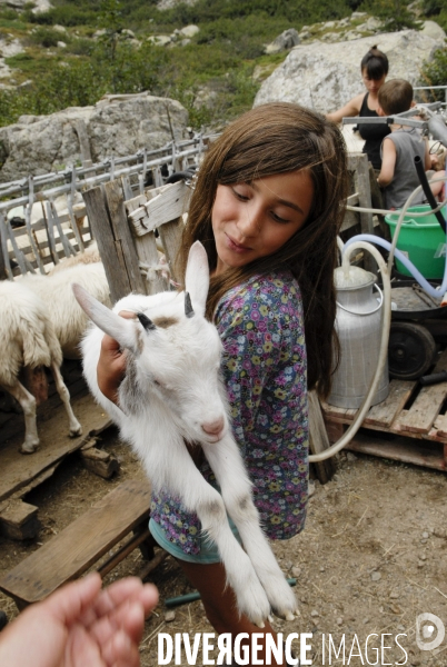 L enfant et les animaux de la ferme. The child and the farm animals.