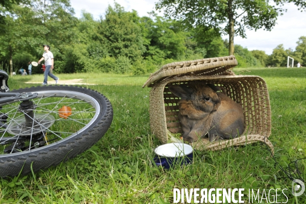L enfant et les animaux : Les NACS. : le lapin. Nouveaux animaux de compagnie. Child and animals: new pets.