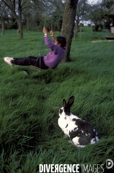 L enfant et les animaux : Les NACS. : le lapin. Nouveaux animaux de compagnie. Child and animals: new pets.