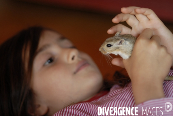 L enfant et les animaux : Les NACS, la gerbille. Nouveaux animaux de compagnie. Child and animals: new pets.