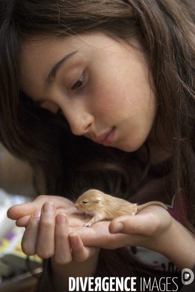 L enfant et les animaux : Les NACS, la gerbille. Nouveaux animaux de compagnie. Child and animals: new pets.