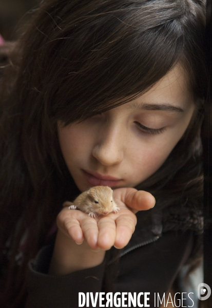 L enfant et les animaux : Les NACS, la gerbille. Nouveaux animaux de compagnie. Child and animals: new pets.