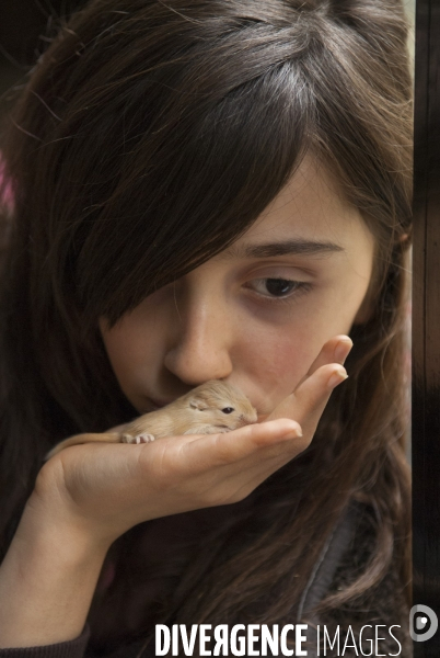 L enfant et les animaux : Les NACS, la gerbille. Nouveaux animaux de compagnie. Child and animals: new pets.