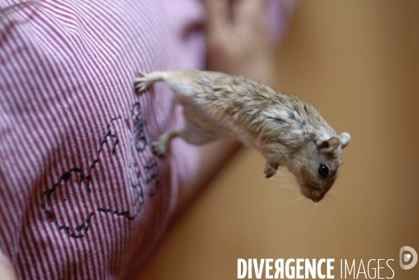L enfant et les animaux : Les NACS, la gerbille. Nouveaux animaux de compagnie. Child and animals: new pets.