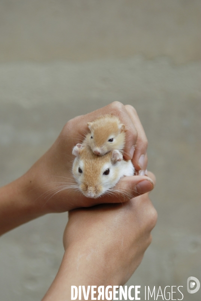 L enfant et les animaux : Les NACS, la gerbille. Nouveaux animaux de compagnie. Child and animals: new pets.