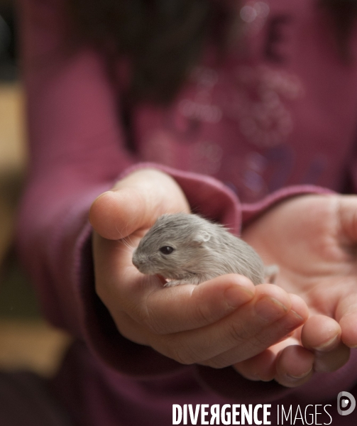 L enfant et les animaux : Les NACS, la gerbille. Nouveaux animaux de compagnie. Child and animals: new pets.