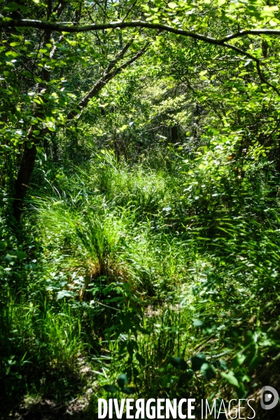 Etang de Leon et reserve naturelle du courant d Huchet