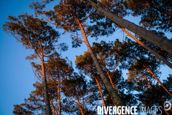 Pins de la foret landaise au soleil couchant