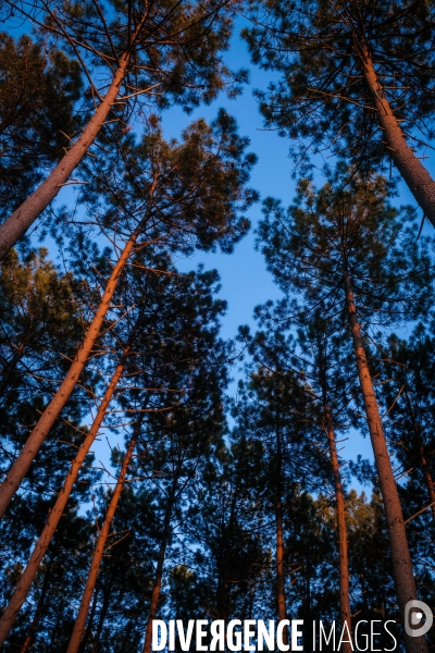 Pins de la foret landaise au soleil couchant