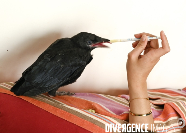 Animal. Sauvetage d une jeune corneille trouvée seule et bléssée. Crow bird rescue