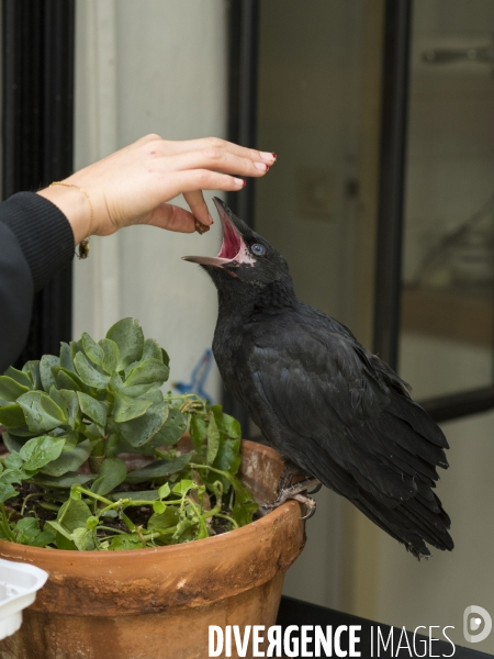 Animal. Sauvetage d une jeune corneille trouvée seule et bléssée. Crow bird rescue